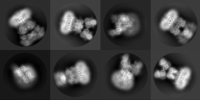 images of individual molecules as seen with Cryo-electron microscopy